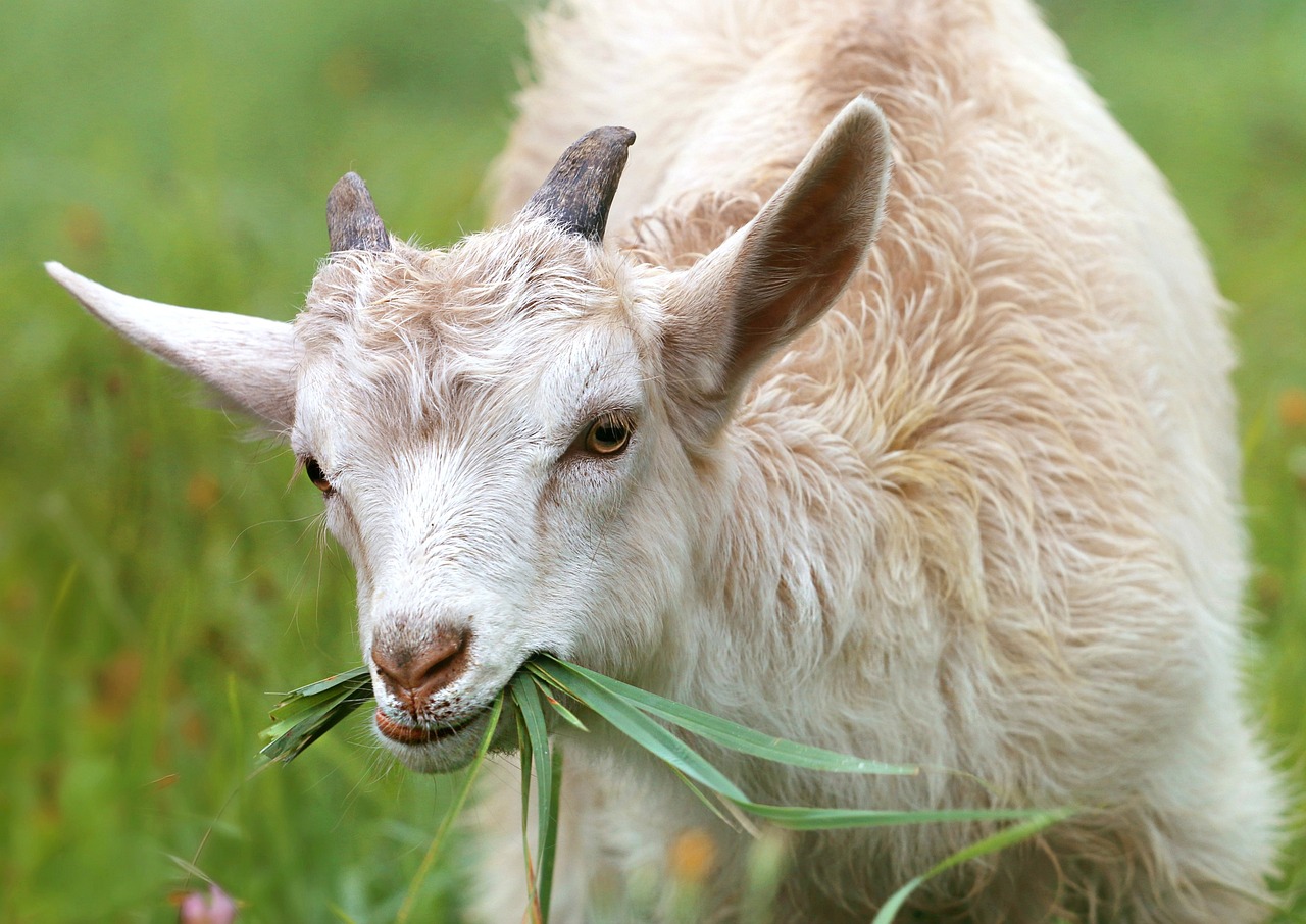 Tips to Prepare and Protect Your Livestock During a Disaster